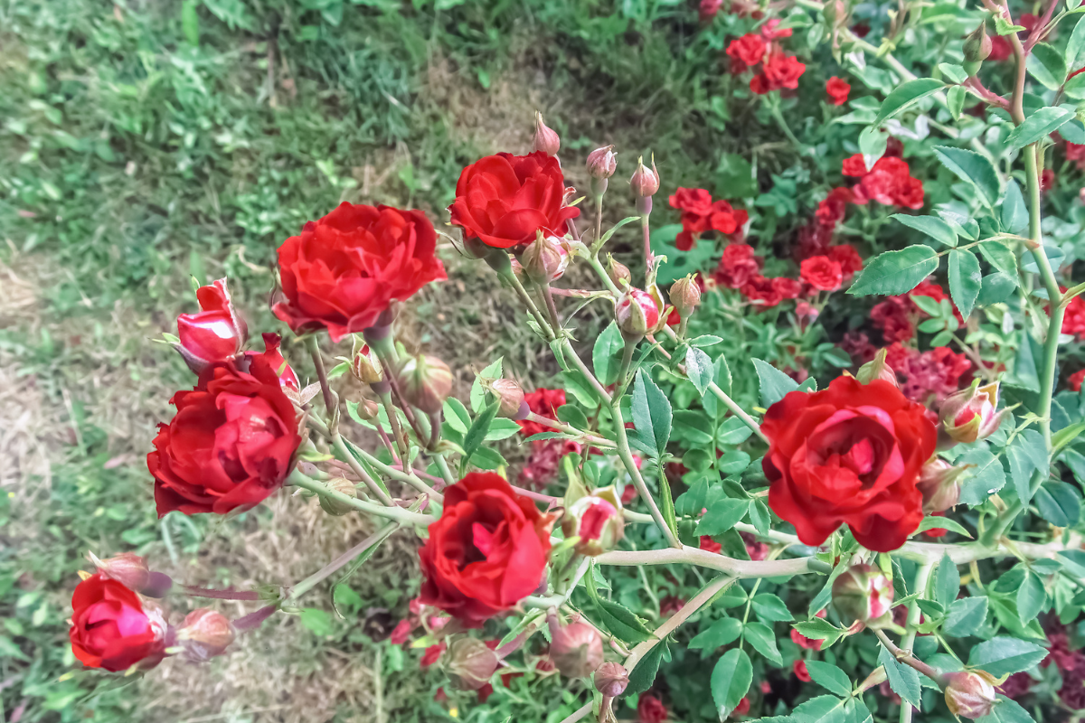 Miniature roses.png